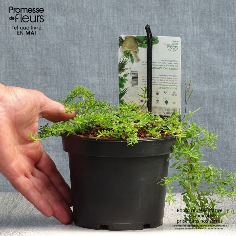 Satureja spicigera  1.5L/2L pot sample as delivered in spring