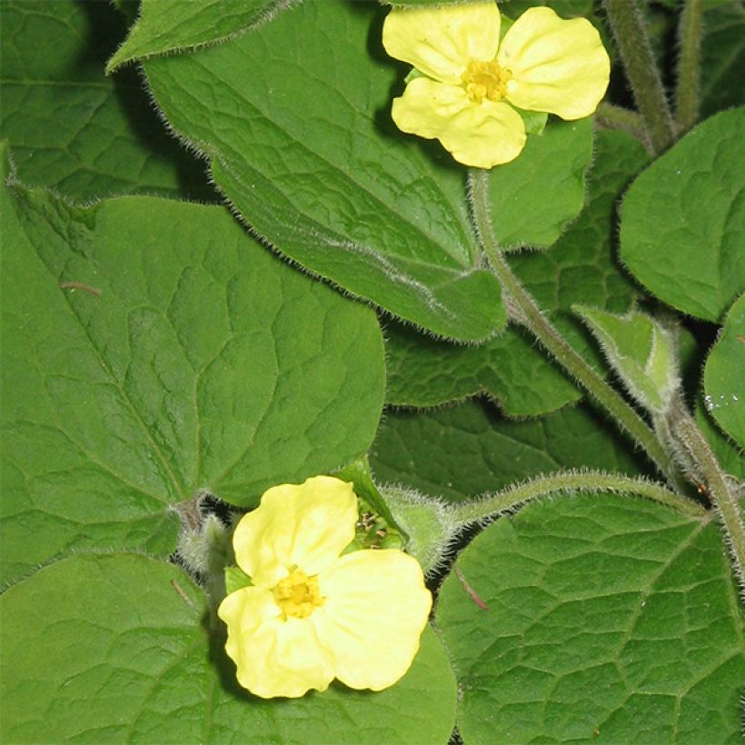 Saruma henryi (Flowering)