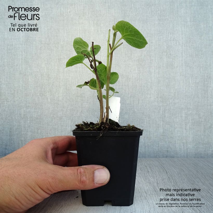 Saruma henryi  8/9 cm pot sample as delivered in autumn