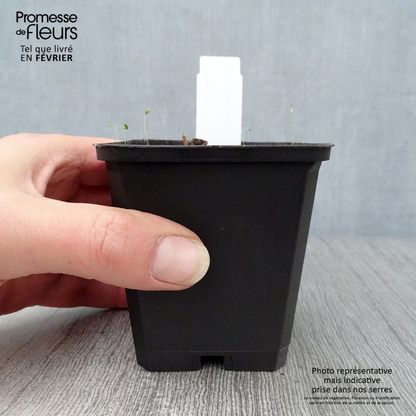 Saruma henryi  8/9 cm pot sample as delivered in winter