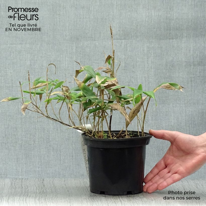 Sasa kurilensis 2L/3L pot sample as delivered in autumn