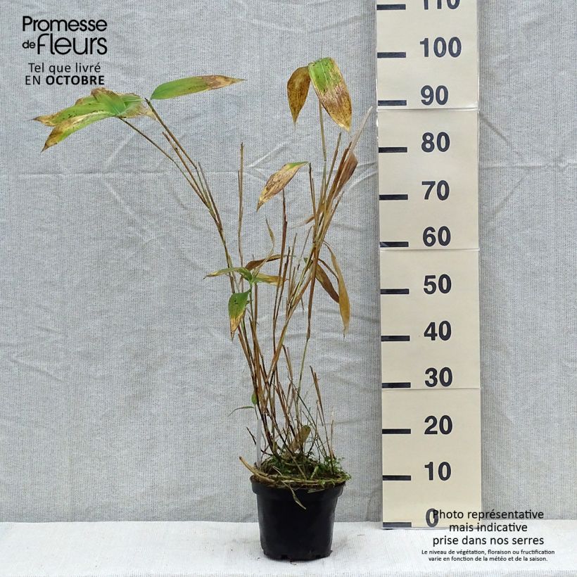 Sasa palmata Nebulosa - Dwarf Bamboo 2L/3L pot sample as delivered in autumn