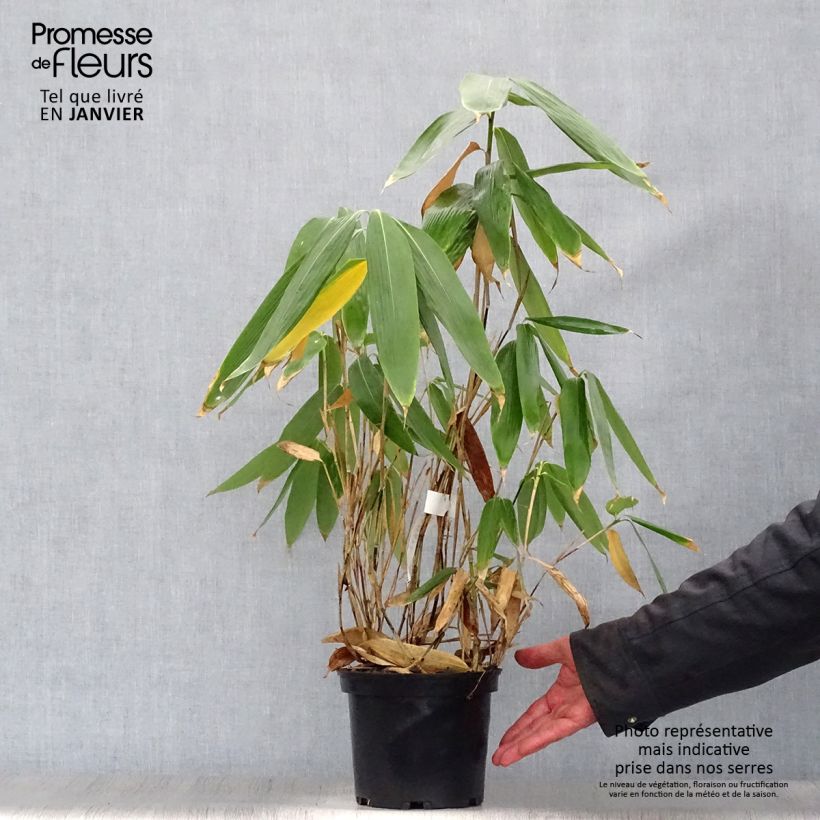 Sasa palmata Nebulosa - Dwarf Bamboo 2L/3L pot sample as delivered in winter