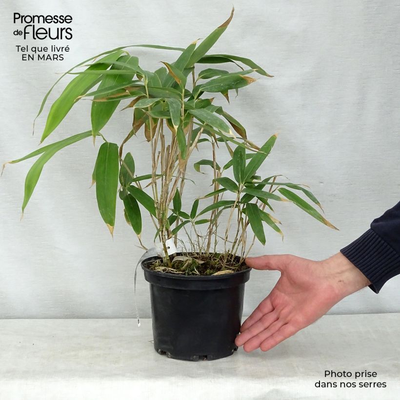 Sasa palmata Nebulosa - Dwarf Bamboo 2L/3L pot sample as delivered in spring