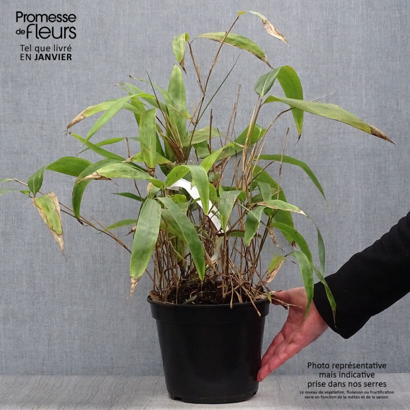 Sasa tessellata 3L/4L pot sample as delivered in winter