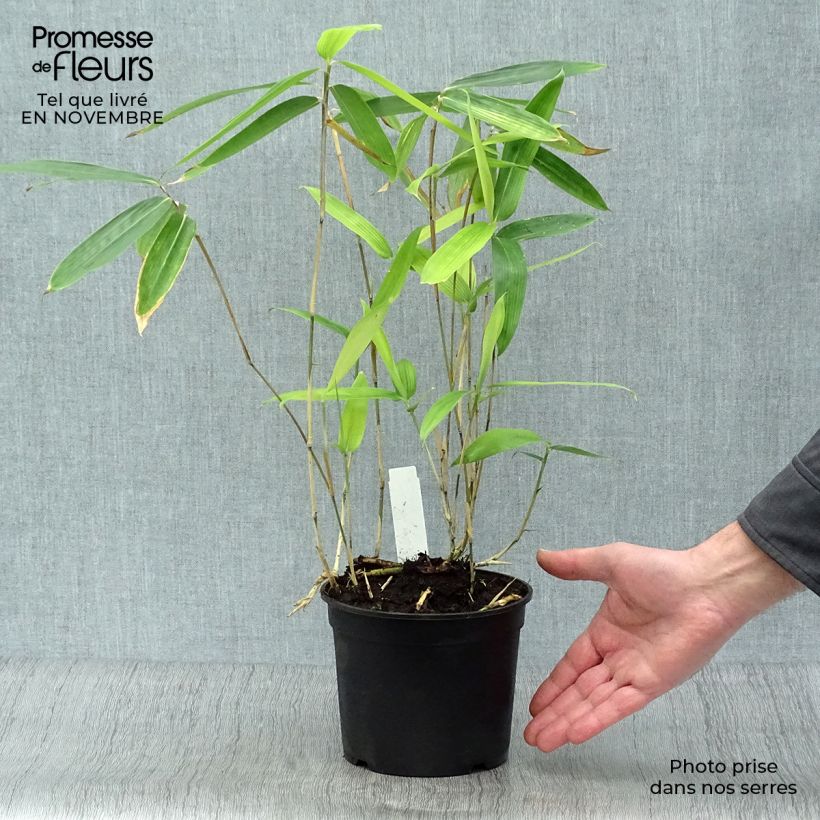 Sasa tsuboiana Pseudosasa japonica 2L/3L pot sample as delivered in autumn