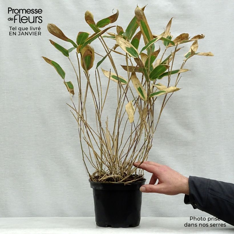 Sasa veitchii 2L/3L pot sample as delivered in winter