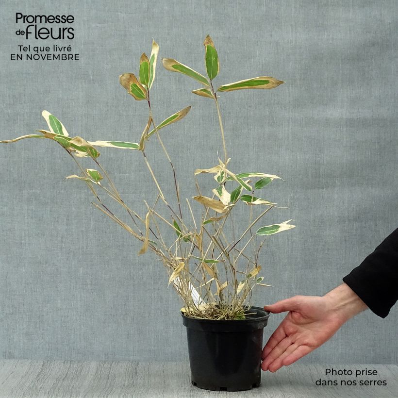 Sasa veitchii 2L/3L pot sample as delivered in autumn