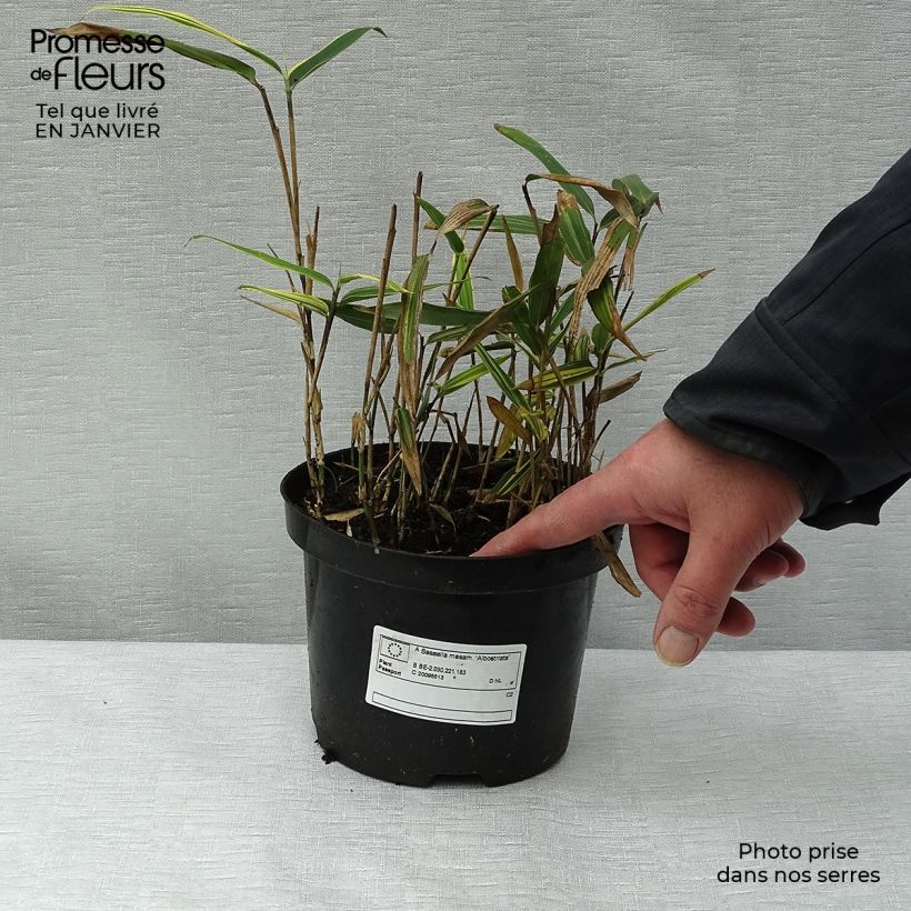 Sasaella masamuneana Albostriata 2L/3L pot sample as delivered in winter