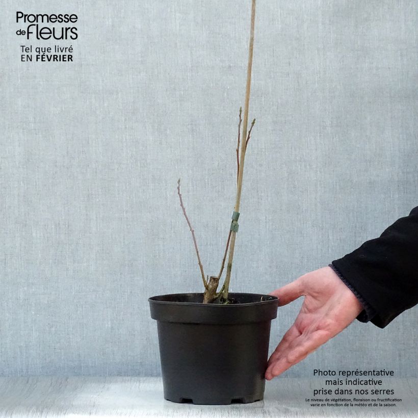 Sassafras albidum 3L/4L pot sample as delivered in winter