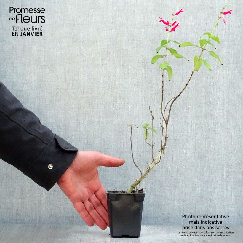 Salvia elegans Pineapple 7/8 cm pot sample as delivered in winter