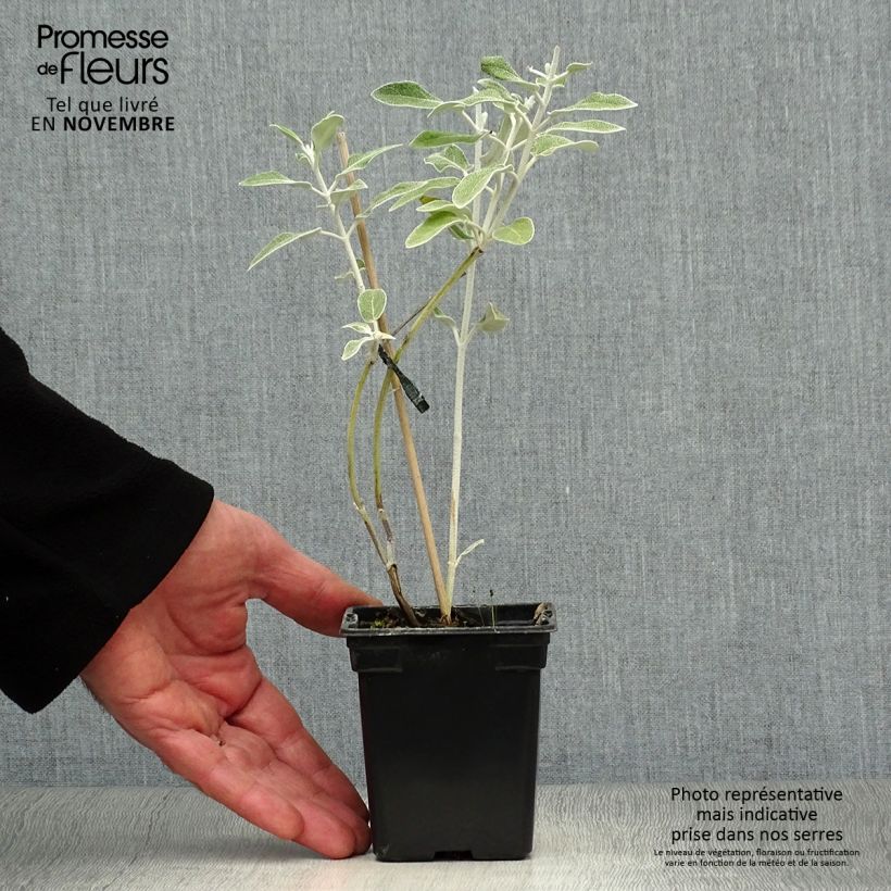 Salvia discolor 7/8 cm pot sample as delivered in autumn