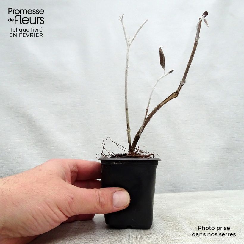 Salvia discolor 7/8 cm pot sample as delivered in winter