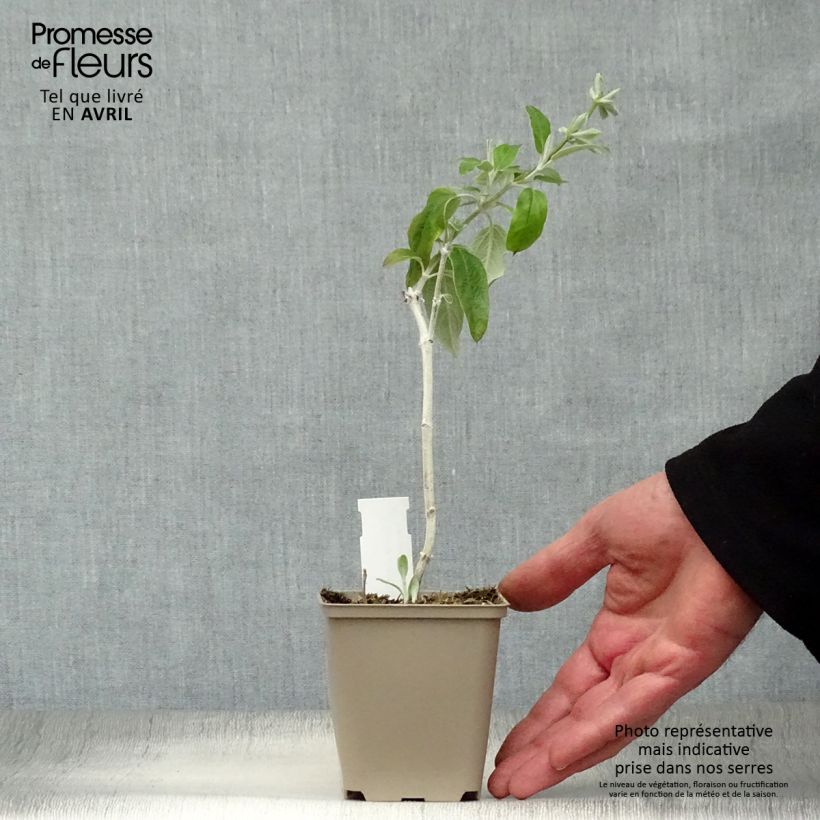 Salvia discolor 7/8 cm pot sample as delivered in spring