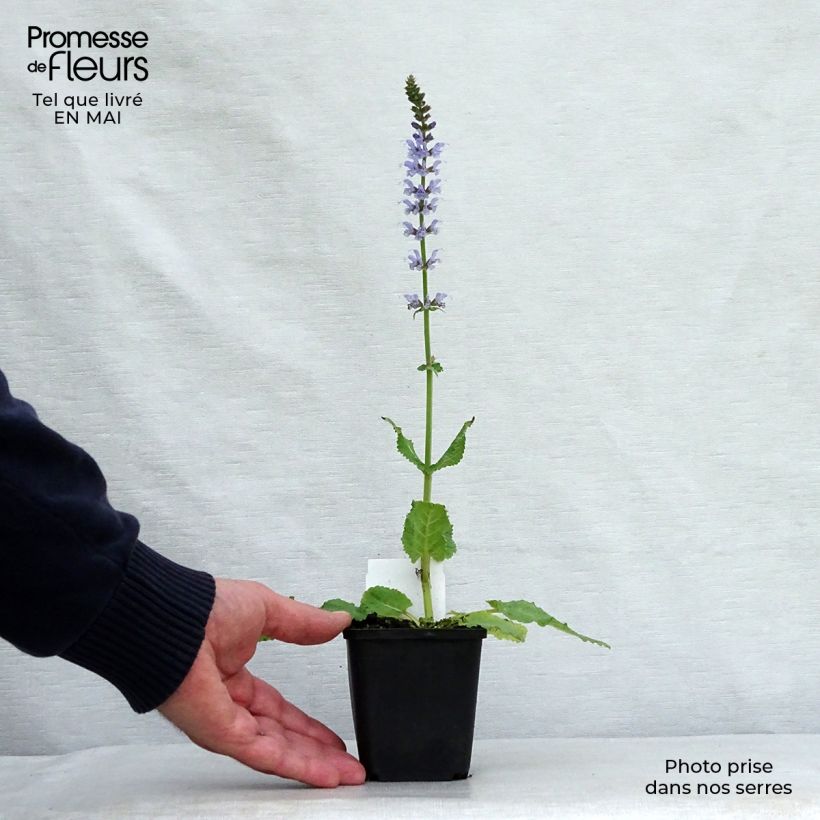 Salvia nemorosa Colourspires Crystal Blue - Woodland Sage 8/9 cm pot sample as delivered in spring