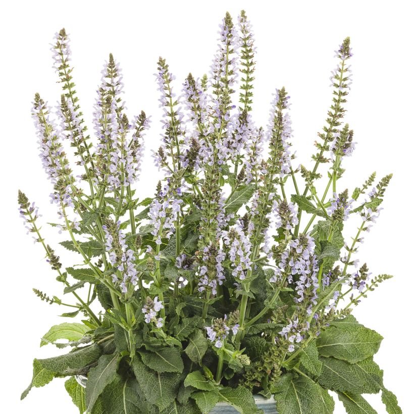 Salvia nemorosa Colourspires Crystal Blue - Woodland Sage (Flowering)