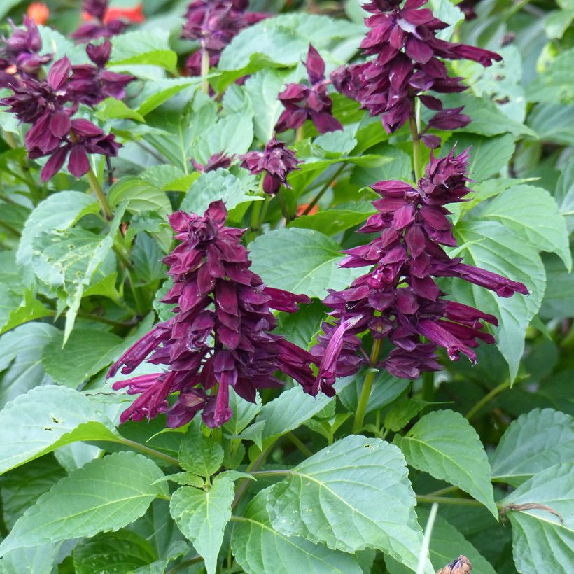Salvia x spendens Gogo Purple (Flowering)
