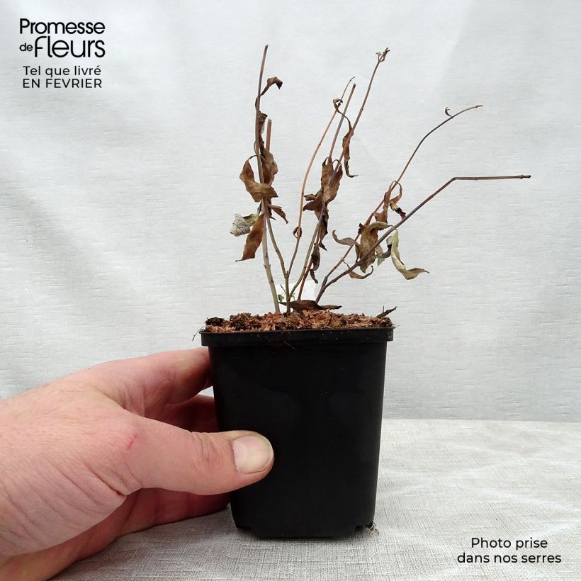 Salvia uliginosa African Skies 8/9 cm pot sample as delivered in winter