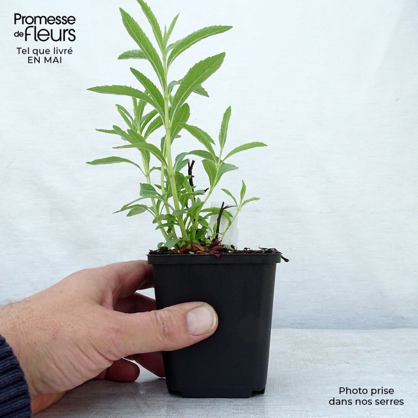 Salvia uliginosa African Skies 8/9 cm pot sample as delivered in spring