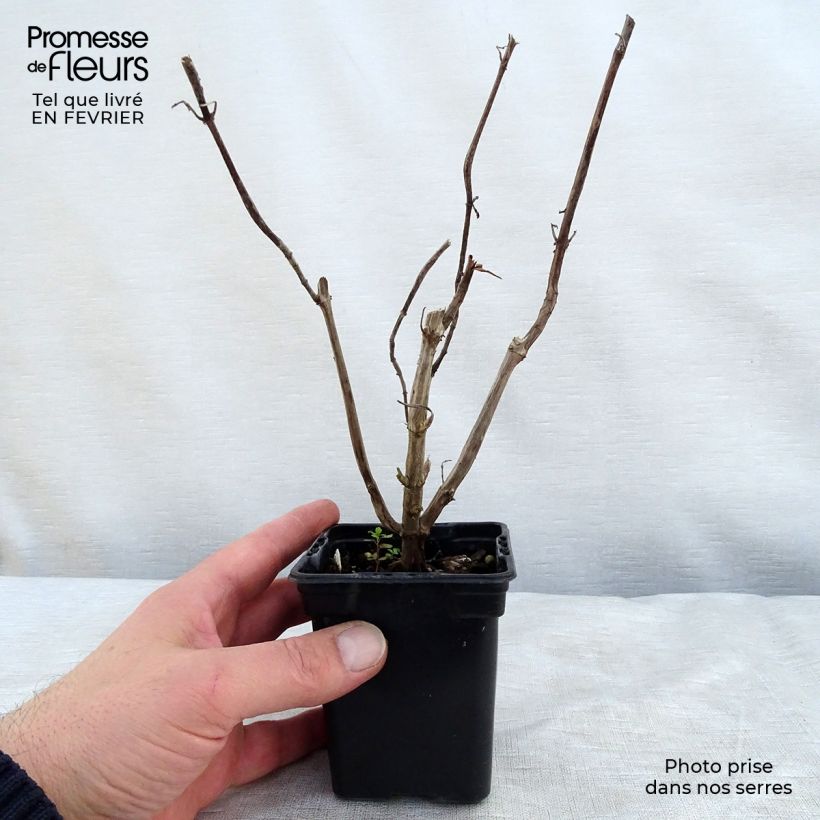 Salvia elegans Golden Delicious 7/8 cm pot sample as delivered in winter