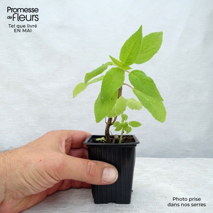 Salvia elegans Golden Delicious 7/8 cm pot sample as delivered in spring
