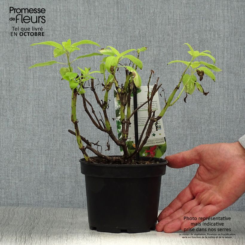 Salvia elegans Golden Delicious 1.5L/2L pot sample as delivered in autumn