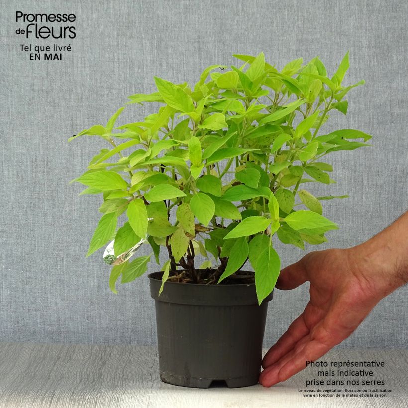 Salvia elegans Golden Delicious 1.5L/2L pot sample as delivered in spring