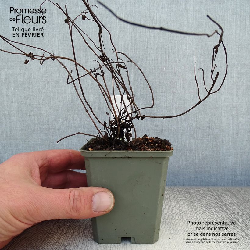 Salvia forreri  8/9 cm pot sample as delivered in winter