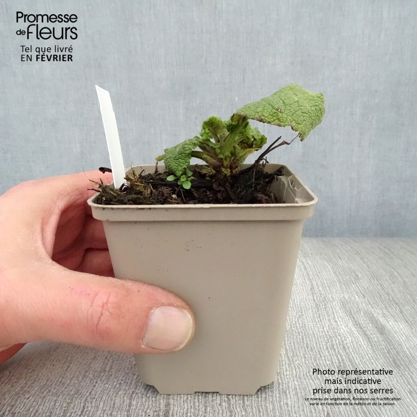 Salvia forsskaolei  8/9 cm pot sample as delivered in winter