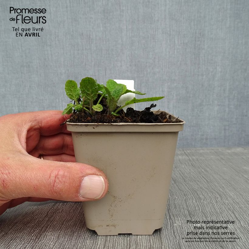 Salvia forsskaolei  8/9 cm pot sample as delivered in spring