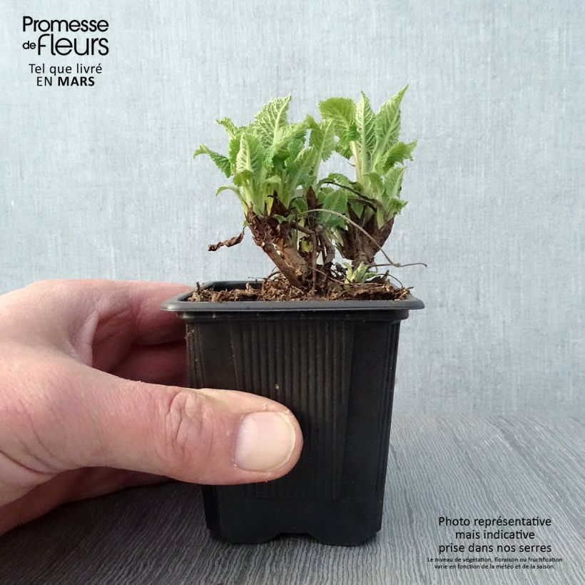 Salvia glutinosa 8/9 cm pot sample as delivered in spring