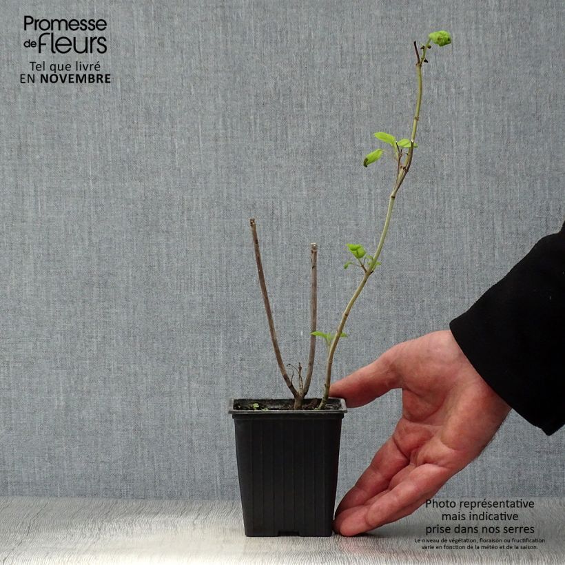 Salvia involucrata Bethelii 7/8 cm pot sample as delivered in autumn
