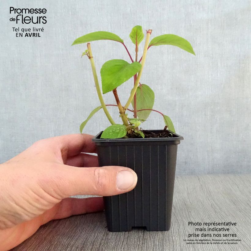 Salvia involucrata Bethelii 7/8 cm pot sample as delivered in spring