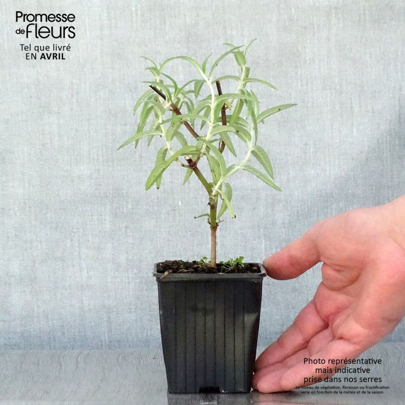 Salvia leucantha 7/8 cm pot sample as delivered in spring