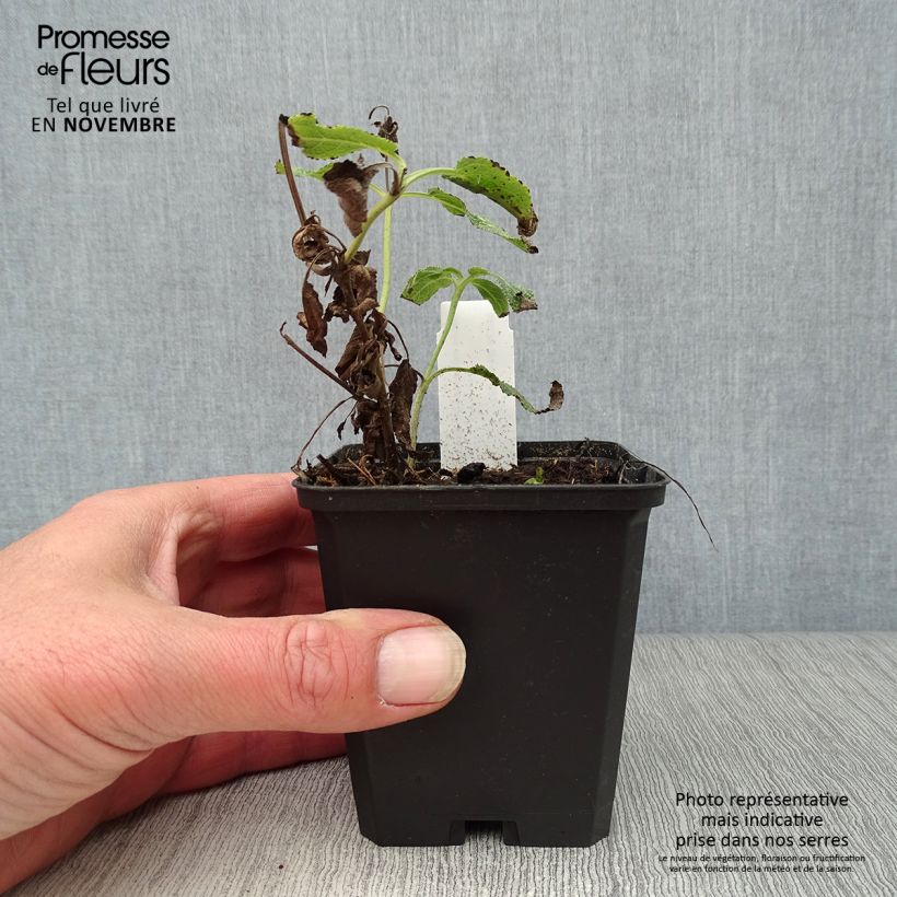 Salvia nemorosa Amethyst - Woodland Sage 8/9 cm pot sample as delivered in autumn
