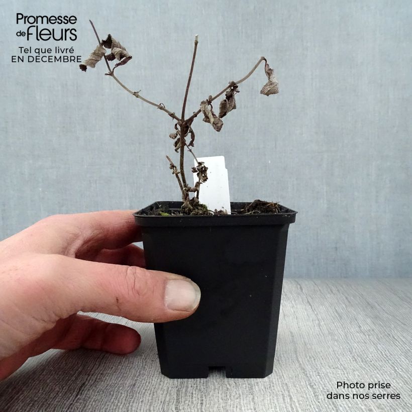 Salvia nemorosa Amethyst - Woodland Sage 8/9 cm pot sample as delivered in winter