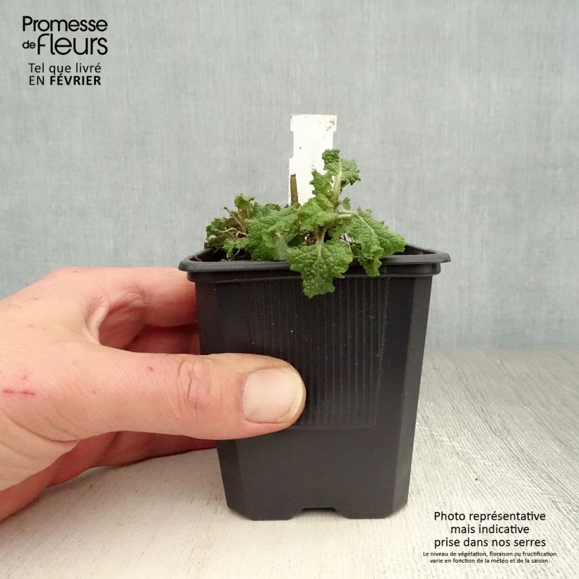 Salvia nemorosa Blauhügel - Woodland Sage 8/9 cm pot sample as delivered in winter