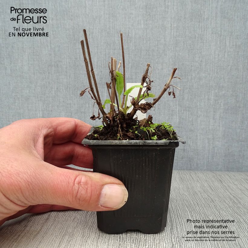Salvia nemorosa Caradonna - Woodland Sage 8/9 cm pot sample as delivered in autumn