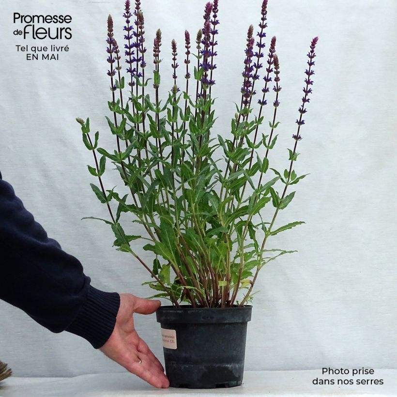 Salvia nemorosa Caradonna - Woodland Sage 1.5L/2L pot sample as delivered in spring