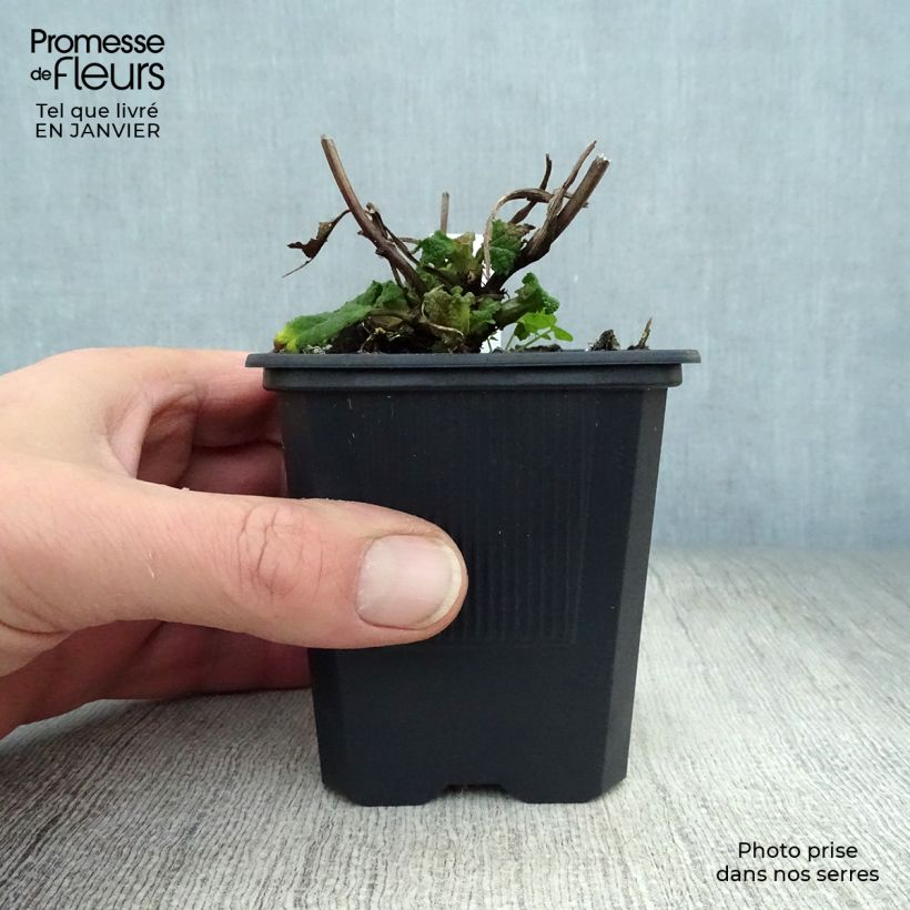 Salvia sylvestris Rhapsody in Blue 8/9 cm pot sample as delivered in winter