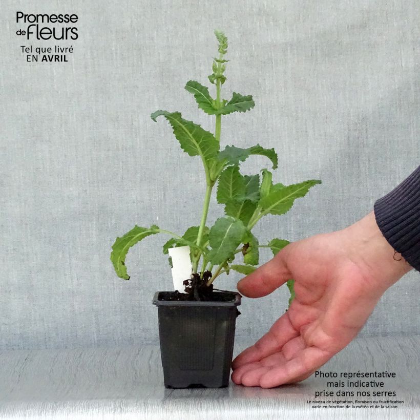 Salvia sylvestris Rhapsody in Blue 8/9 cm pot sample as delivered in spring