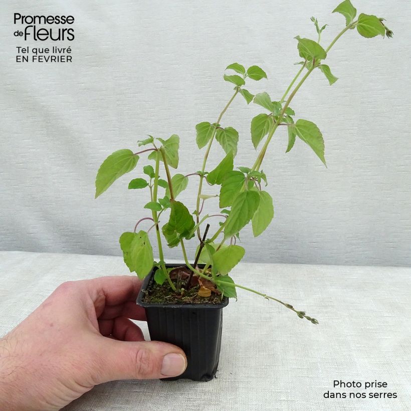 Salvia elegans Tangerine 7/8 cm pot sample as delivered in winter