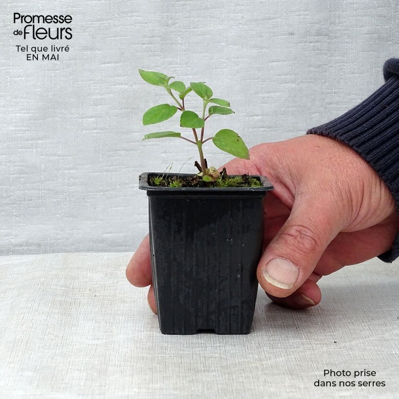 Salvia elegans Tangerine 7/8 cm pot sample as delivered in spring