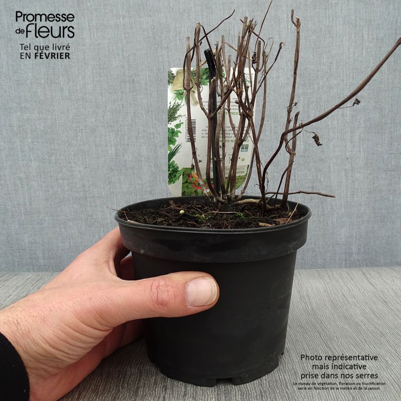 Salvia elegans Tangerine 1.5L/2L pot sample as delivered in winter