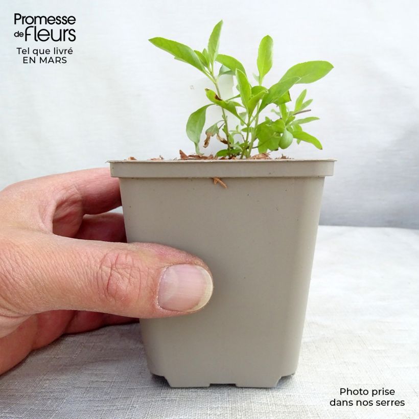 Salvia greggii Amethyst Lips 8/9 cm pot sample as delivered in spring