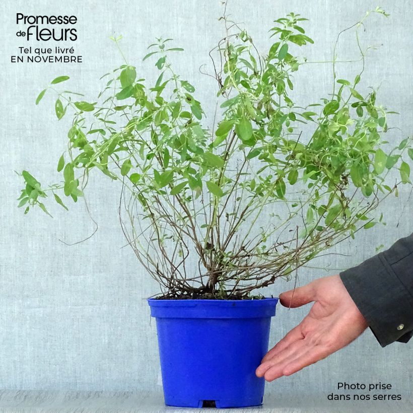 Salvia microphylla Blue Note 2L/3L pot sample as delivered in autumn