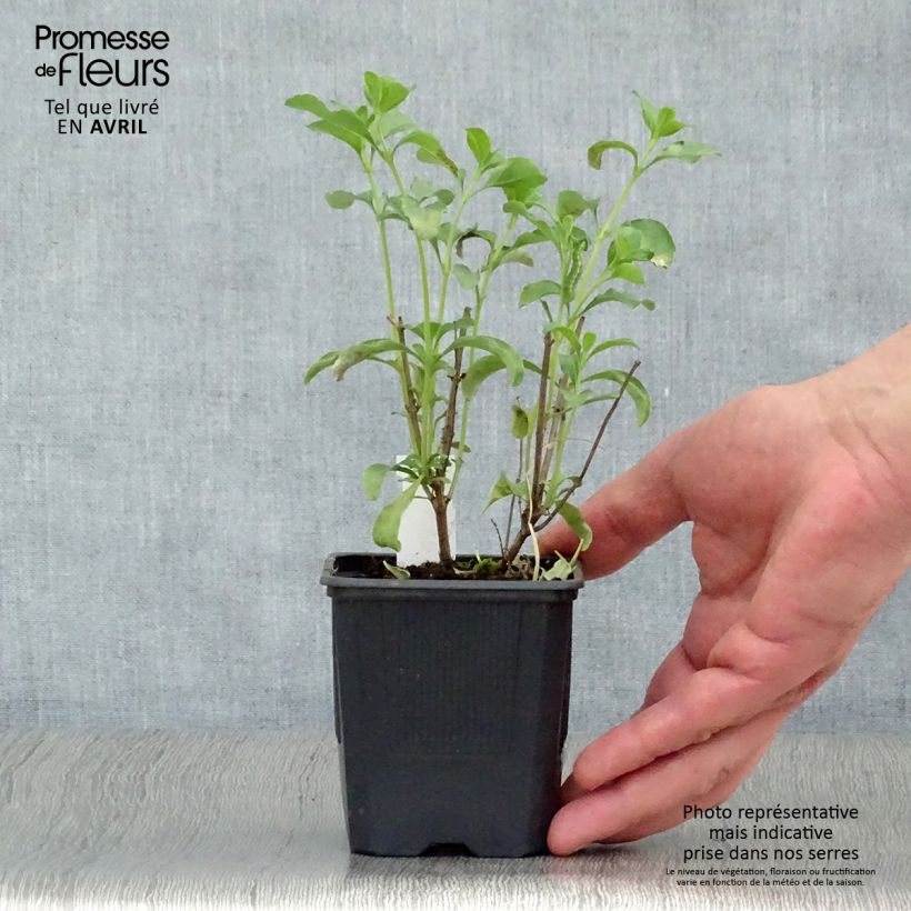 Salvia jamensis California Sunset 8/9 cm pot sample as delivered in spring