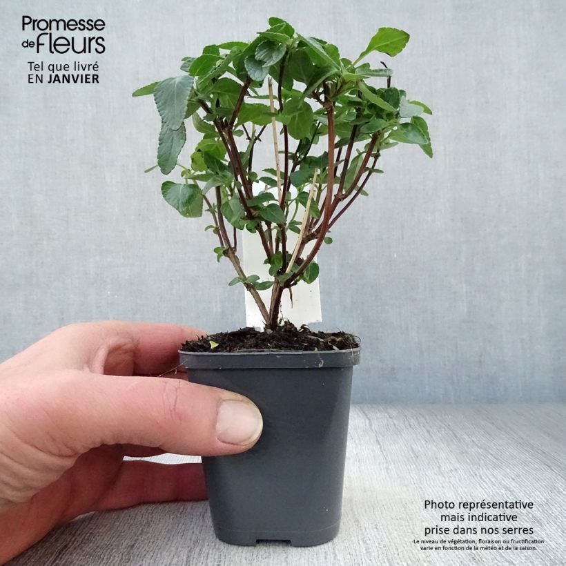 Salvia microphylla Cerro Potosi 7/8 cm pot sample as delivered in winter