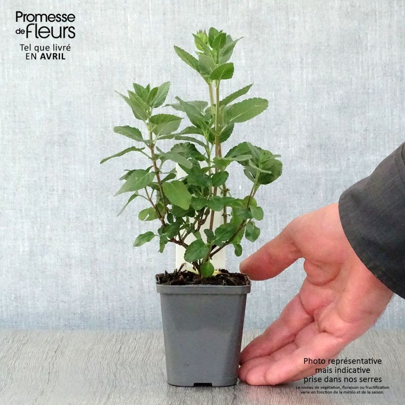 Salvia microphylla Cerro Potosi 7/8 cm pot sample as delivered in spring