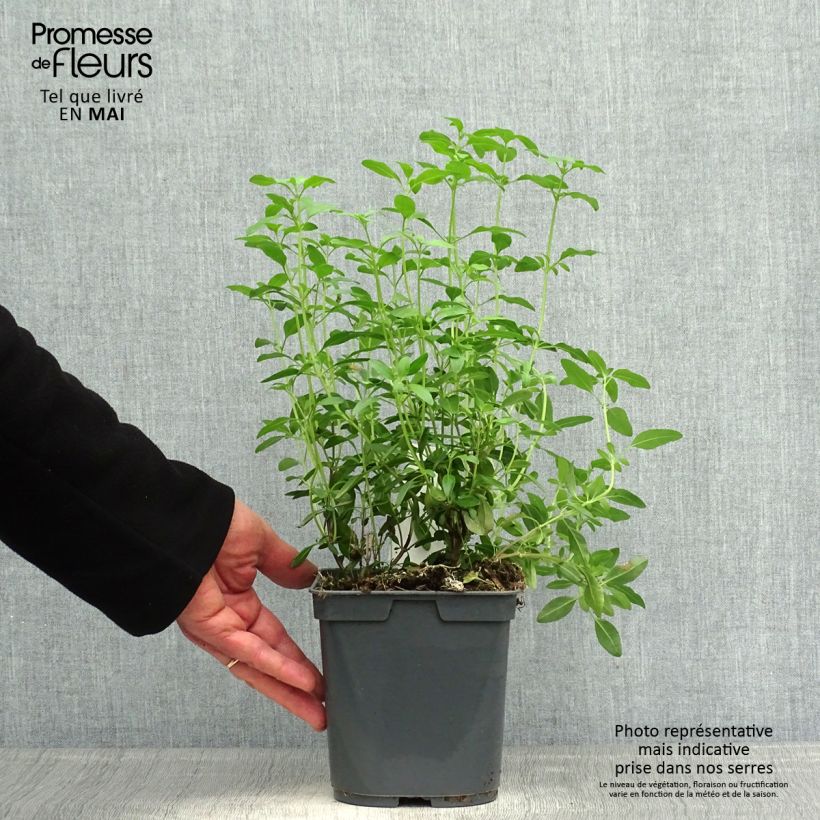 Salvia greggii Icing Sugar 2L/3L pot sample as delivered in spring